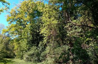 Grundstück zu kaufen in 74366 Kirchheim, Wald in Bönnigheim, nahe Tripsdrill im Naturparadies
