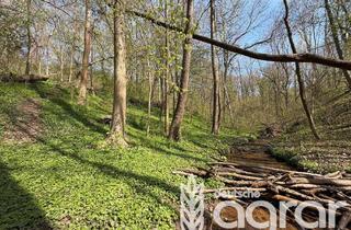 Gewerbeimmobilie kaufen in 06667 Langendorf, Laubmischwald (ca. 0,4 ha) am Stadtrand von Weißenfels