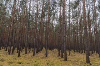 Gewerbeimmobilie kaufen in 15907 Lübben, 50,8 ha Forstbesitz im Spreewald