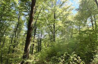 Immobilie kaufen in 51515 Kürten, Kaufangebot über Wald in Kürten