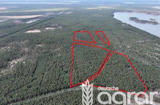 Gewerbeimmobilie kaufen in 02999 Lohsa, Kiefernwald (ca. 16 ha) zw. Bautzen und Hoyerswerda - im Lausitzer Seenland