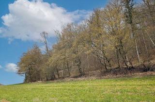 Gewerbeimmobilie kaufen in 37574 Kreiensen, Auktion 11.06.2026 - 2,85 ha Wald - alter Buchenbestand mit Unterwuchs