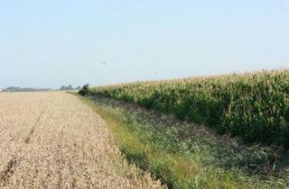 Gewerbeimmobilie mieten in 25924 Klanxbüll, Verpachtung von ca. 8,13 Hektar Landwirtschaftsfläche -Ackerland-