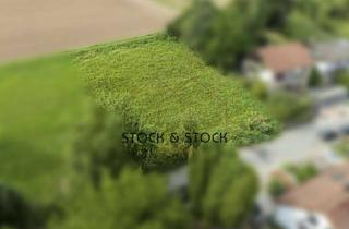 Grundstück zu kaufen in Am Wiesenrein, 69436 Schönbrunn, Schönes Grundstück in Schönbrunn