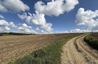 Immobilie kaufen in 94431 Pilsting, Land ist begrenzt - 16.001 m² Ackerland in der Gem. Großköllnbach