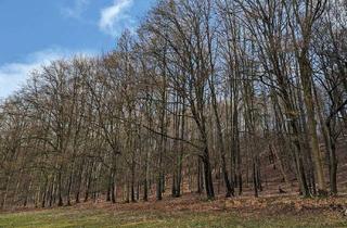 Gewerbeimmobilie kaufen in 37318 Asbach-Sickenberg, Auktion 11.06.2026 - 0,87 ha Wald mit altem Buchenbestand und Grünland