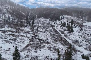 Gewerbeimmobilie kaufen in 37444 St. Andreasberg, Auktion 11.06.2026 - 1 ha Waldfläche im Harz - gerodeter Fichtenbestand