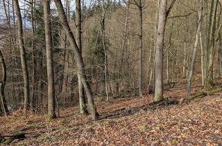 Gewerbeimmobilie kaufen in 37431 Bad Lauterberg, Auktion 11.06.2026 - 0,5 ha Laubwald im Harz - Eichenbestand