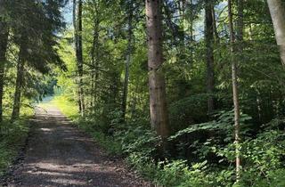 Gewerbeimmobilie kaufen in 83670 Bad Heilbrunn, 1,45 Hektar Mischwald in Bad Heilbrunn am "Streufleck"
