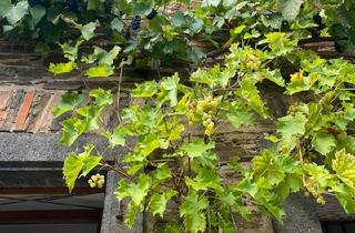 Haus kaufen in 56814 Bruttig-Fankel, Bruttig-Fankel - Provisionsfrei-Liebevoll restauriertes Naturstein-Winzerhaus
