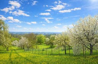 Grundstück zu kaufen in Am Hartwald, 70736 Fellbach, Fellbach -Öeffingen Gartengrundstück mit massivem Gartenhaus , Aussicht, 4000qm am Waldrand