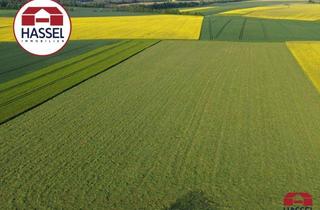 Grundstück zu kaufen in 53909 Zülpich, Seltene Gelegenheit: Verpachtetes Ackerland in Zülpich-Juntersdorf