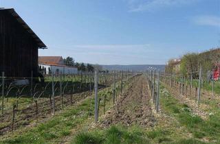 Grundstück zu kaufen in 67273 Herxheim am Berg, Abrissimmobilie mit Weinbergsblick