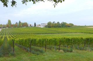 Anlageobjekt in 76829 Landau, Große Weinbergfläche mit Zukunftspotenzial als Kapitalanlage, 8.200 m²