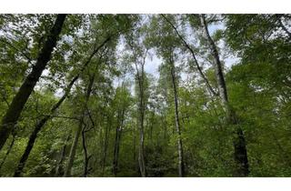 Anlageobjekt in 22455 Niendorf, Eigener Wald vor den Toren Hamburgs - Ideal für Naturliebhaber & Hobby-Förster