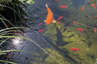 Haus kaufen in Friedrichstraße 16, 72800 Eningen, Lust auf Fisch?