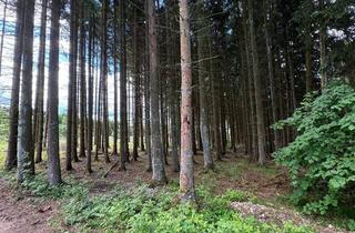 Gewerbeimmobilie kaufen in Nußhecker Hof, 53945 Blankenheim, Wald- und Wiesenfläche mit ca. 7.500 m² in Blankenheim – vorhandener Holzbestand