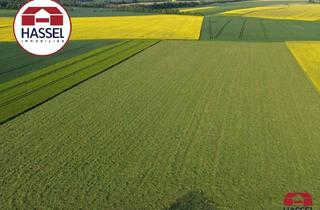 Gewerbeimmobilie kaufen in 53909 Zülpich, Seltene Gelegenheit: Verpachtetes Ackerland in Zülpich-Juntersdorf