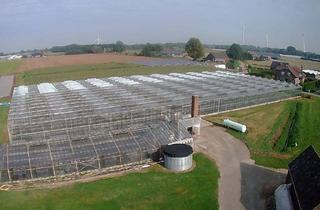 Gewerbeimmobilie mieten in Xantener Straße, 47638 Straelen, Gewächshaus (4000 m²) zu vermieten
