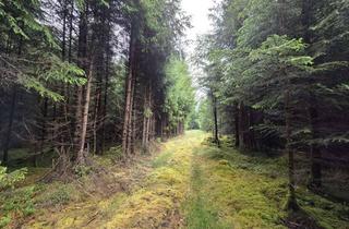 Gewerbeimmobilie kaufen in 82054 Sauerlach, Waldgrundstück in Sauerlach