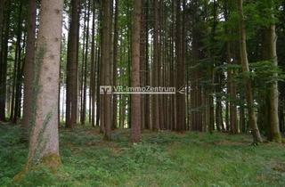 Immobilie kaufen in 86922 Eresing, Durchforstete Waldfläche