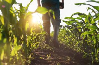 Immobilie kaufen in 85250 Randelsried, Randelsried: Landwirtschaftliche Flächen zu veräußern