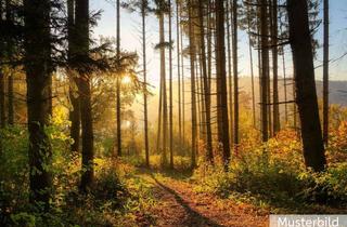 Gewerbeimmobilie kaufen in 48496 Hopsten, 5.02ha Wald-/Forstfläche in Hopsten-Schale!