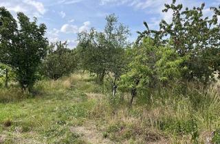 Immobilie kaufen in 67071 Oggersheim, Für Handwerker: 1.800 m² Freizeit- & Landwirtschaftsgrundstück mit Werkstatt