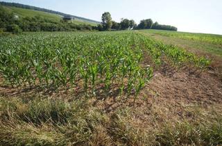 Anlageobjekt in 74248 Ellhofen, Ackerland bei Ellhofen zu Verkaufen!
