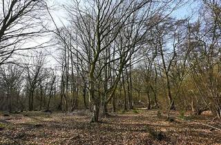 Grundstück zu kaufen in 31535 Neustadt, Großzügiger Waldbesitz mit rund 24 ha in der Region Hannover