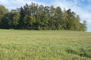 Grundstück zu kaufen in 86500 Kutzenhausen, Idyllisch gelegenes teilbares Baugrundstück unverbauter Süd/Westblick am Dorfrand von Agawang