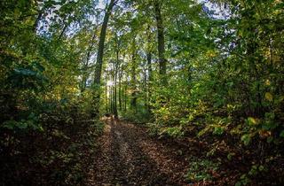 Grundstück zu kaufen in Waidmannsruh, 54597 Hersdorf, Forstfläche Schneifel Wald (6,3 Ha)