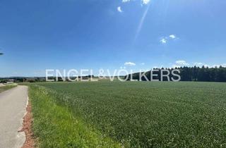 Grundstück zu kaufen in 88447 Warthausen, Landwirtschaftliches Grundstück in Warthausen, Birkenhard