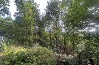 Grundstück zu kaufen in 94160 Ringelai, Waldgrundstück mit Jungwald in Ringelai