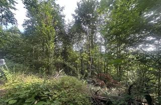 Immobilie kaufen in 94160 Ringelai, Waldgrundstück mit Jungwald in Ringelai