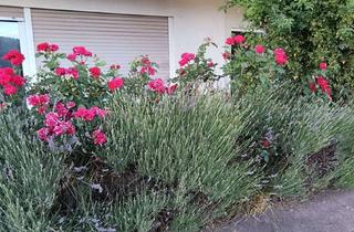 Wohnung mieten in Mittelweg, 64720 Michelstadt, Zuhause mit 2 Zimmer in Michelstadt