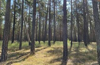 Grundstück zu kaufen in 14552 Michendorf, Interessante Waldfläche im Raum Michendorf
