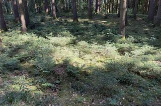Grundstück zu kaufen in Gemarkung Schwabsoien, 86987 Schwabsoien, Waldfläche Schwabsoien