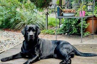 Haus kaufen in 09573 Augustusburg, ENDLICH PLATZ FÜR IHREN EIGENEN HUND - IN IHREM NEUEN HAUS MIT GARTEN!