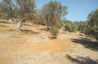 Grundstück zu kaufen in Eparxeiaki Odos, 89604 Allmendingen, Two Plots of Land for Sale in Kato Doliana, Arcadia, Greece
