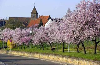 Grundstück zu kaufen in 67435 Gimmeldingen, Leben wo andere Urlaub machen - Baugrundstück in Gimmeldingen