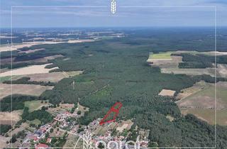 Grundstück zu kaufen in 14823 Niemegk, Kiefernwald (ca. 1,1 ha) bei Niemegk - zw. Bad Belzig und Treuenbrietzen
