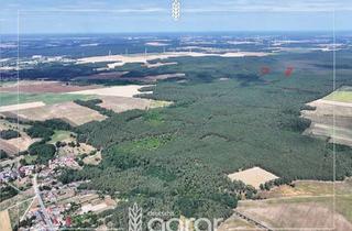 Grundstück zu kaufen in 14823 Niemegk, Kiefernwald (ca. 1,6 ha) zw. Leipzig und Berlin
