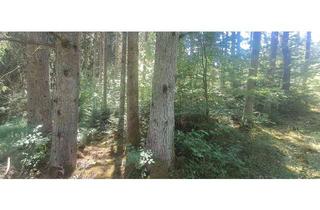 Gewerbeimmobilie kaufen in 72160 Horb, Zwei Grundstücke. 2.891 m² Wald in Horb. Ihr Gebot entscheidet.