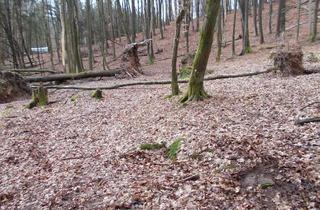 Gewerbeimmobilie kaufen in 63599 Biebergemünd, Waldfläche in Lanzingen