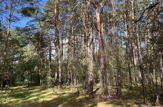 Grundstück zu kaufen in Waldfläche, 14822 Borkheide, Waldfläche in Borkheide – vertragsfrei und nahe Wohnbebauung