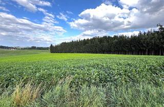 Gewerbeimmobilie kaufen in 84416 Taufkirchen, 3,7748 ha Landwirtschaftliche Fläche