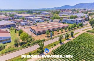 Gewerbeimmobilie kaufen in 67480 Edenkoben, Sie hier? Wir auch! 9.344 m² Gewerbeareal, 2.876,00 m² Ausstellungshalle, Werkstatt- und Büroflächen