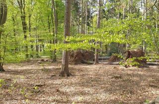 Anlageobjekt in 27628 Hagen, Waldfläche in Bramstedt/Lohe