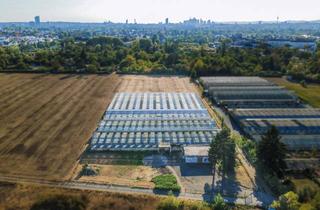 Gewerbeimmobilie kaufen in 63075 Rumpenheim, Gartenbaubetrieb in Offenbach: 12.491 m² Fläche mit 4.500 m² Gewächshaus — betriebsbereit!